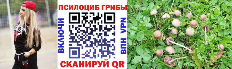 OMG как зайти  Каменск-Шахтинский  Галлюциногенные грибы Psilocybine cubensis 